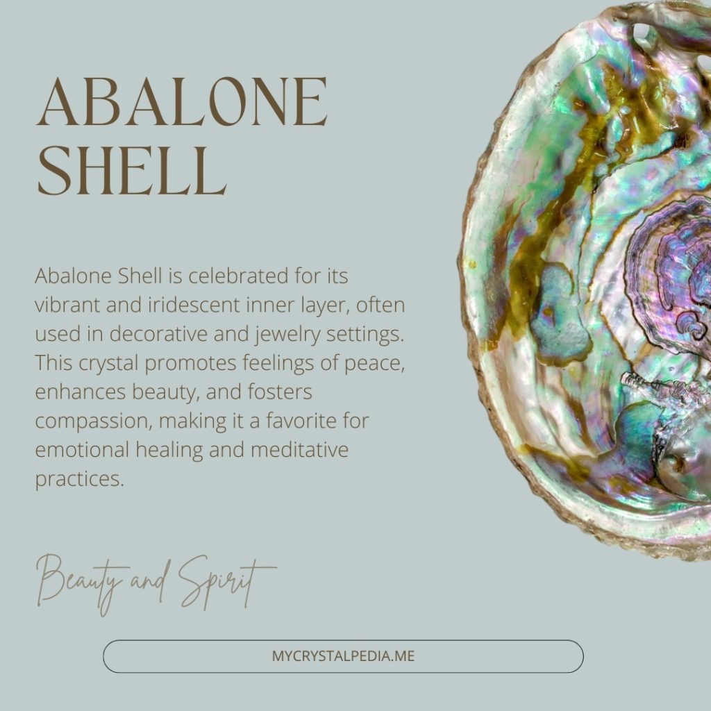 a close up of a Abalone Shell