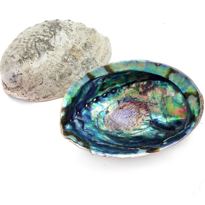 Natural New Zealand Paua Shells / Abalone shells