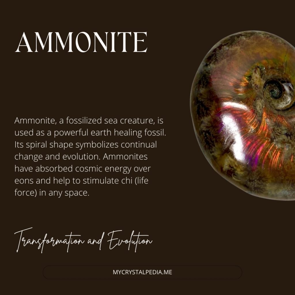 Ammonite