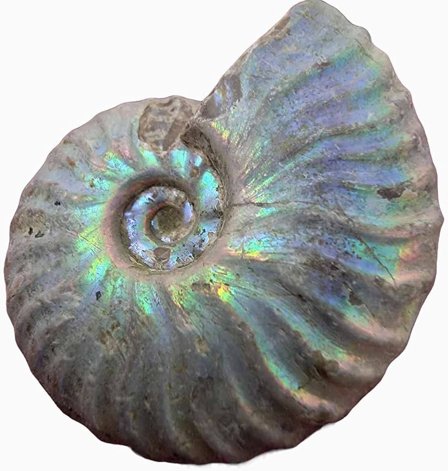 Physical Characteristics of Ammonite Mycrysatlpedia.me