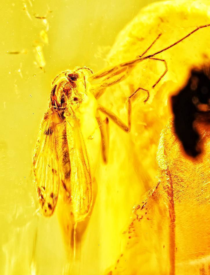 Yellow Amber with an insect Mycrysatlpedia.me